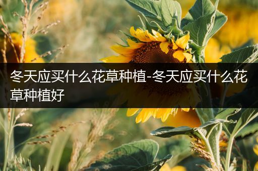 冬天应买什么花草种植-冬天应买什么花草种植好