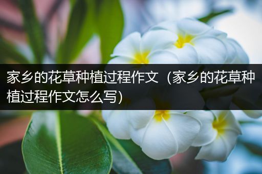 家乡的花草种植过程作文（家乡的花草种植过程作文怎么写）