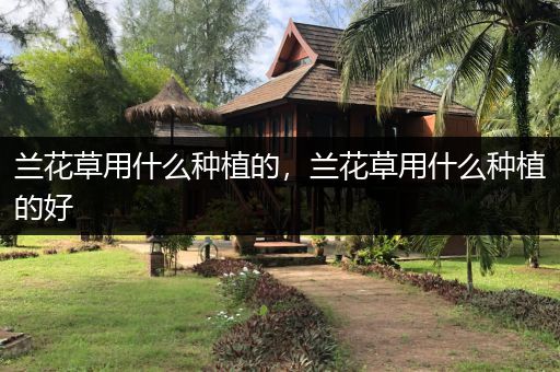 兰花草用什么种植的，兰花草用什么种植的好