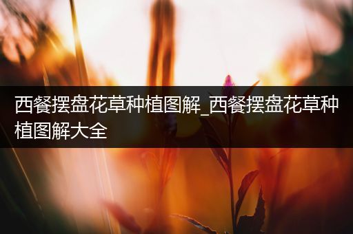 西餐摆盘花草种植图解_西餐摆盘花草种植图解大全
