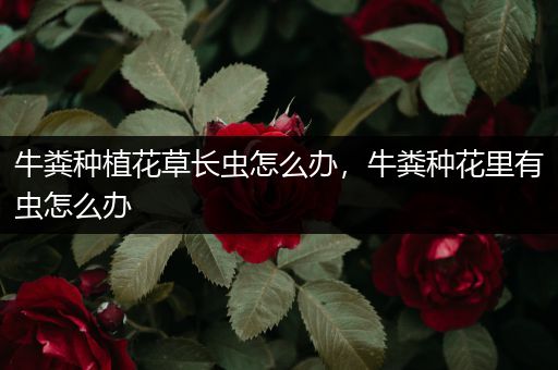 牛粪种植花草长虫怎么办，牛粪种花里有虫怎么办