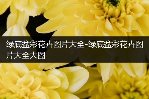 绿底盆彩花卉图片大全-绿底盆彩花卉图片大全大图