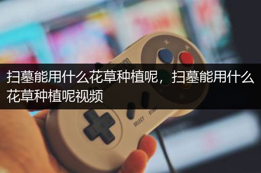 扫墓能用什么花草种植呢，扫墓能用什么花草种植呢视频