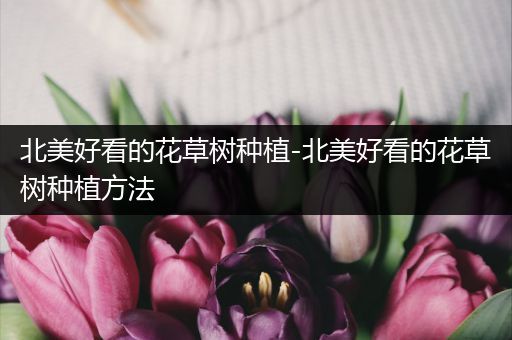 北美好看的花草树种植-北美好看的花草树种植方法