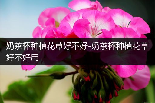 奶茶杯种植花草好不好-奶茶杯种植花草好不好用