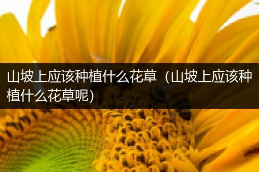 山坡上应该种植什么花草（山坡上应该种植什么花草呢）