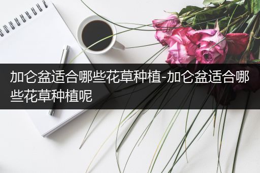 加仑盆适合哪些花草种植-加仑盆适合哪些花草种植呢