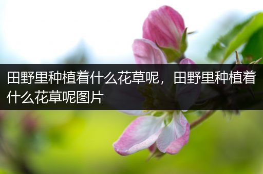 田野里种植着什么花草呢，田野里种植着什么花草呢图片