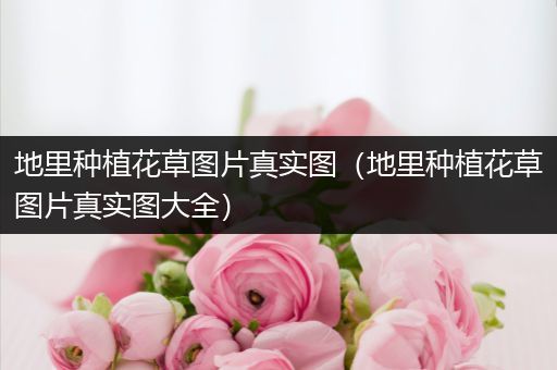 地里种植花草图片真实图（地里种植花草图片真实图大全）