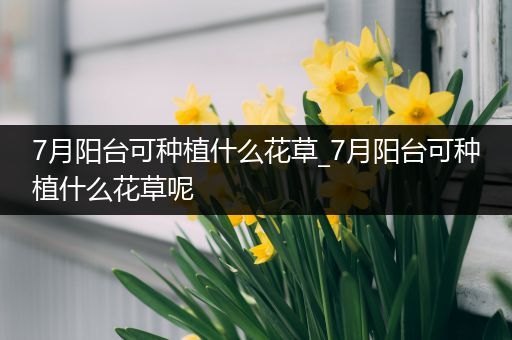 7月阳台可种植什么花草_7月阳台可种植什么花草呢
