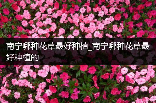 南宁哪种花草最好种植_南宁哪种花草最好种植的