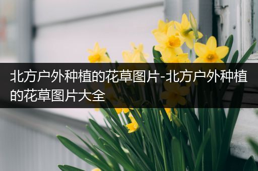 北方户外种植的花草图片-北方户外种植的花草图片大全