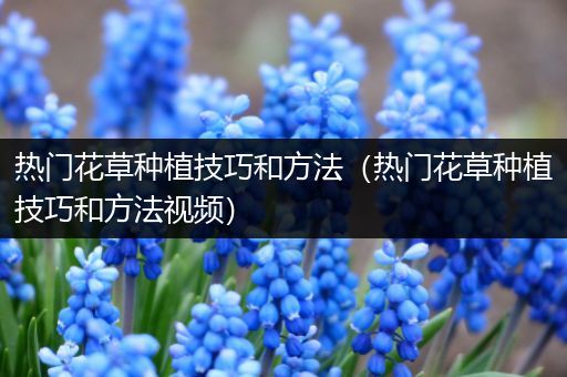 热门花草种植技巧和方法（热门花草种植技巧和方法视频）