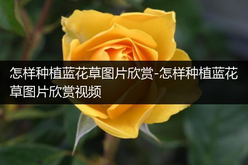 怎样种植蓝花草图片欣赏-怎样种植蓝花草图片欣赏视频