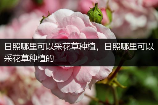 日照哪里可以采花草种植，日照哪里可以采花草种植的