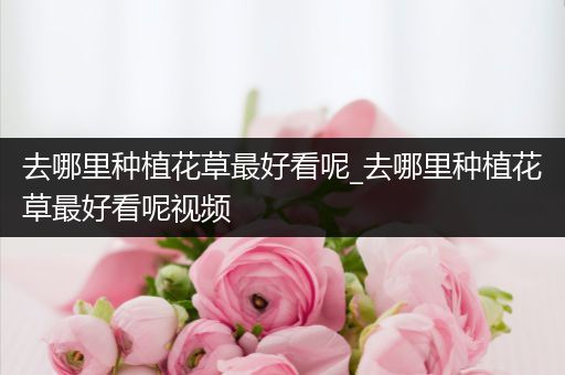 去哪里种植花草最好看呢_去哪里种植花草最好看呢视频