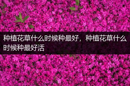种植花草什么时候种最好，种植花草什么时候种最好活