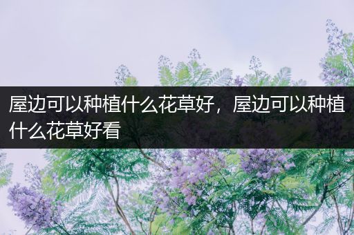屋边可以种植什么花草好，屋边可以种植什么花草好看
