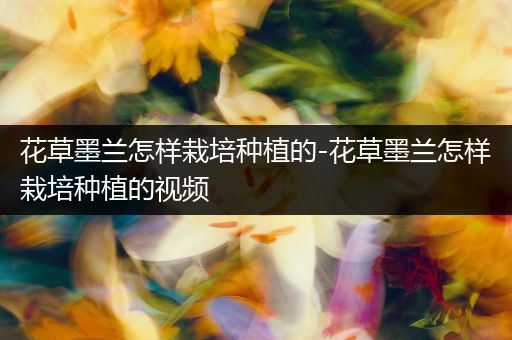 花草墨兰怎样栽培种植的-花草墨兰怎样栽培种植的视频