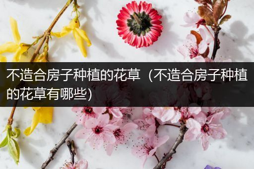 不造合房子种植的花草（不造合房子种植的花草有哪些）