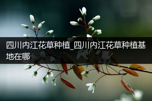 四川内江花草种植_四川内江花草种植基地在哪