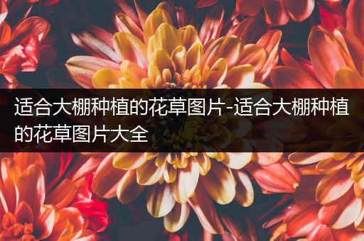适合大棚种植的花草图片-适合大棚种植的花草图片大全