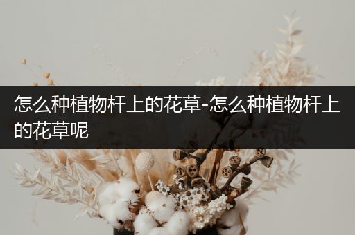 怎么种植物杆上的花草-怎么种植物杆上的花草呢