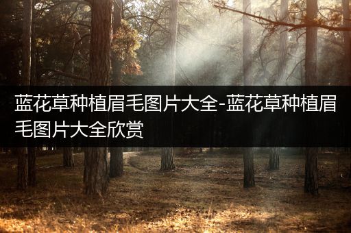 蓝花草种植眉毛图片大全-蓝花草种植眉毛图片大全欣赏