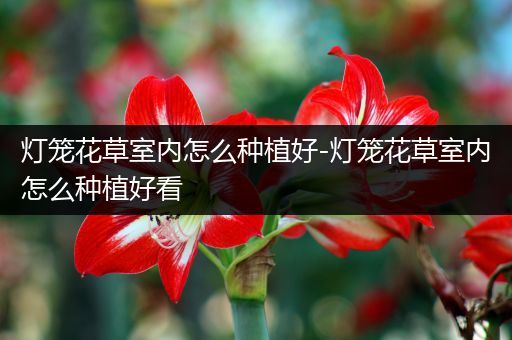 灯笼花草室内怎么种植好-灯笼花草室内怎么种植好看