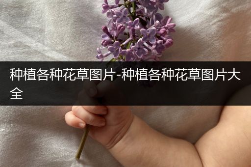 种植各种花草图片-种植各种花草图片大全