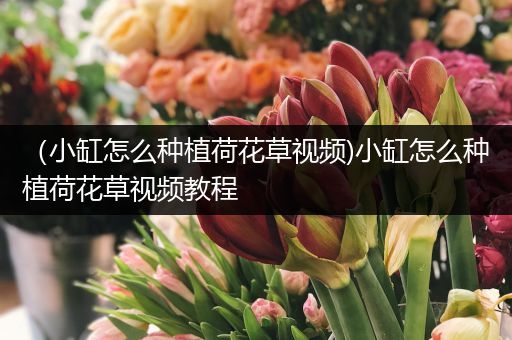（小缸怎么种植荷花草视频)小缸怎么种植荷花草视频教程