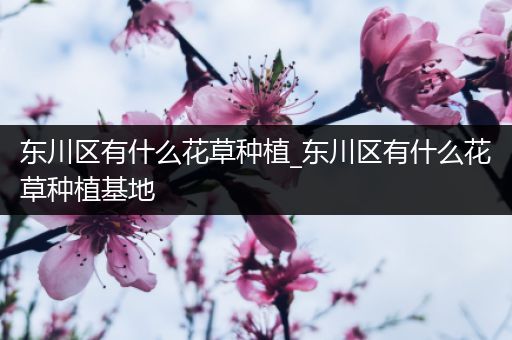 东川区有什么花草种植_东川区有什么花草种植基地