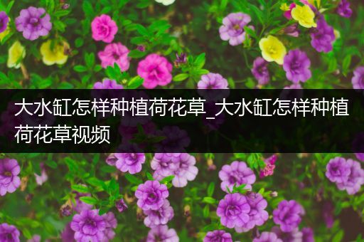大水缸怎样种植荷花草_大水缸怎样种植荷花草视频
