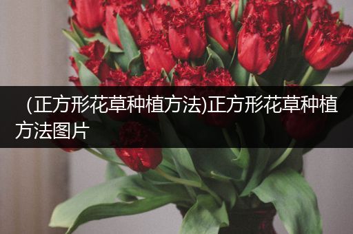 （正方形花草种植方法)正方形花草种植方法图片