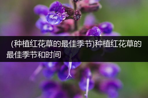 （种植红花草的最佳季节)种植红花草的最佳季节和时间