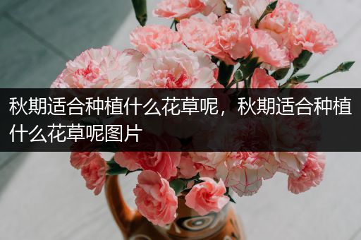 秋期适合种植什么花草呢，秋期适合种植什么花草呢图片