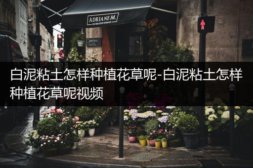 白泥粘土怎样种植花草呢-白泥粘土怎样种植花草呢视频