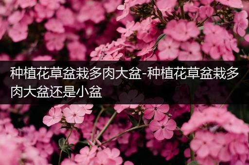 种植花草盆栽多肉大盆-种植花草盆栽多肉大盆还是小盆