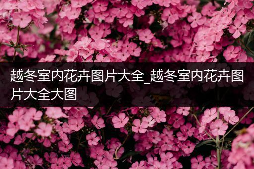 越冬室内花卉图片大全_越冬室内花卉图片大全大图