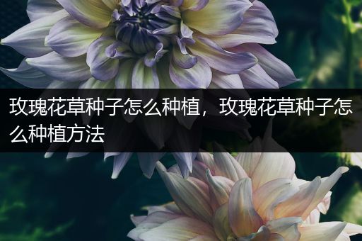 玫瑰花草种子怎么种植，玫瑰花草种子怎么种植方法