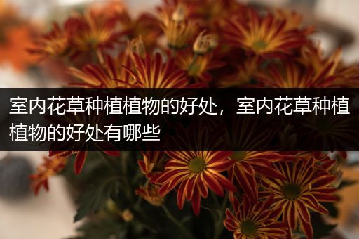 室内花草种植植物的好处，室内花草种植植物的好处有哪些