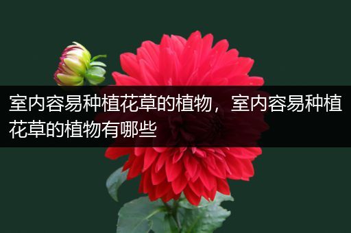 室内容易种植花草的植物，室内容易种植花草的植物有哪些