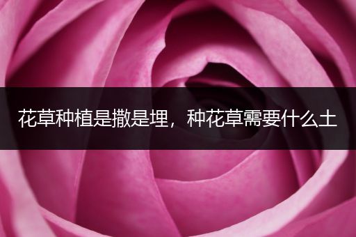 花草种植是撒是埋，种花草需要什么土