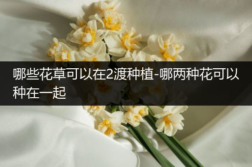 哪些花草可以在2渡种植-哪两种花可以种在一起