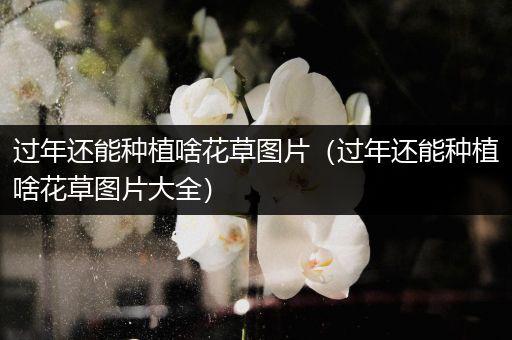过年还能种植啥花草图片（过年还能种植啥花草图片大全）