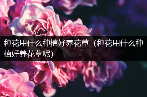 种花用什么种植好养花草（种花用什么种植好养花草呢）