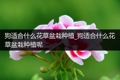 狗适合什么花草盆栽种植_狗适合什么花草盆栽种植呢
