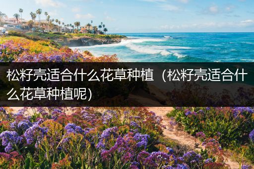 松籽壳适合什么花草种植（松籽壳适合什么花草种植呢）