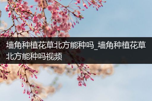 墙角种植花草北方能种吗_墙角种植花草北方能种吗视频