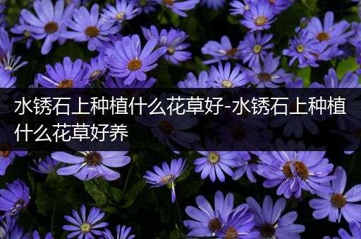水锈石上种植什么花草好-水锈石上种植什么花草好养